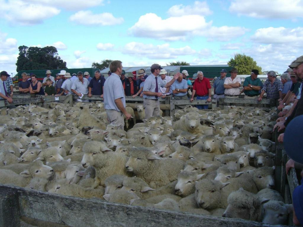 Feilding Saleyards Guided Tour景点图片