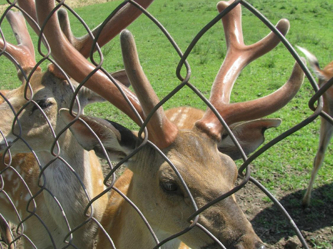 Lypcha Deer Farm-Khust必去景点