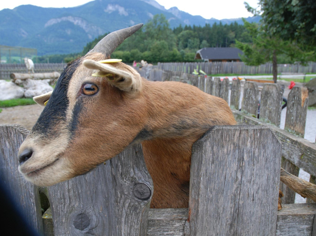 Village of Animals-Abersee必去景点