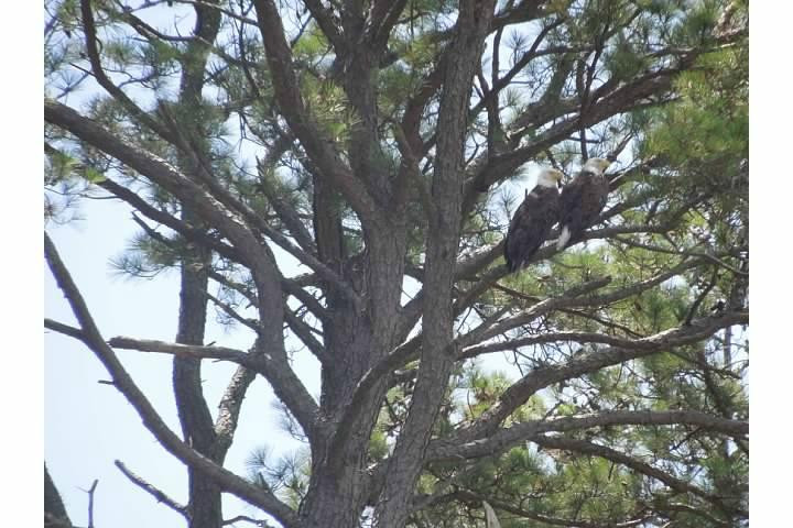 Assateague Adventure-钦科蒂格岛必去景点