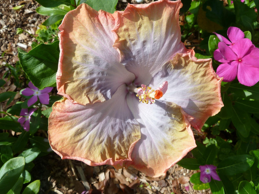 Sanibel Moorings Botanical Garden Tours景点图片