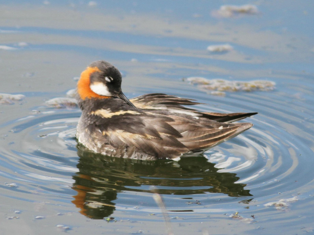 Sigurgeirs Bird Museum-雷克雅里德必去景点