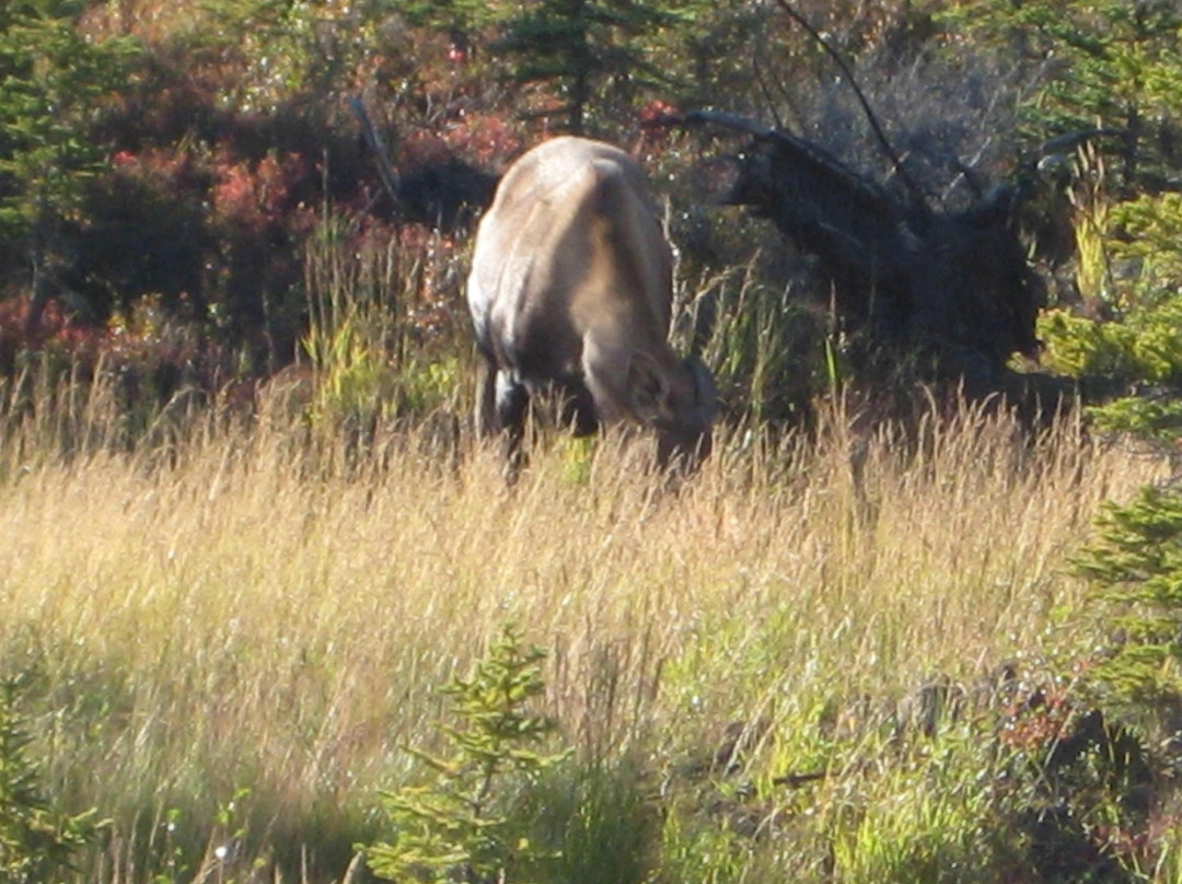 阿拉斯加野生景观之旅-北极必去景点