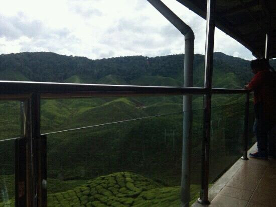 Cameron Bharat Tea Estate-丹那拉塔必去景点