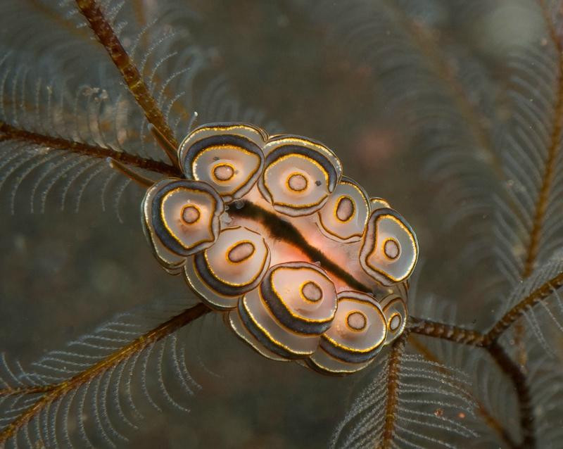 Reef Wreck and Critter - Underwater Photography-图兰本必去景点