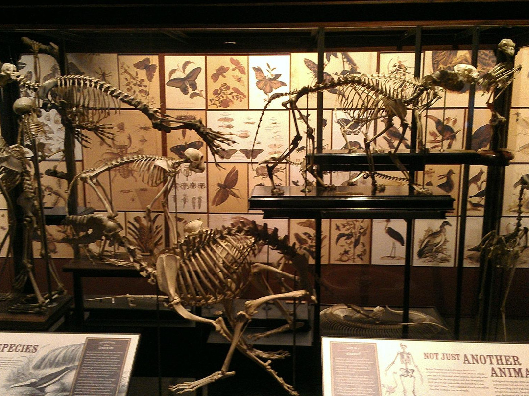 威特博物馆-圣安东尼奥市必去景点