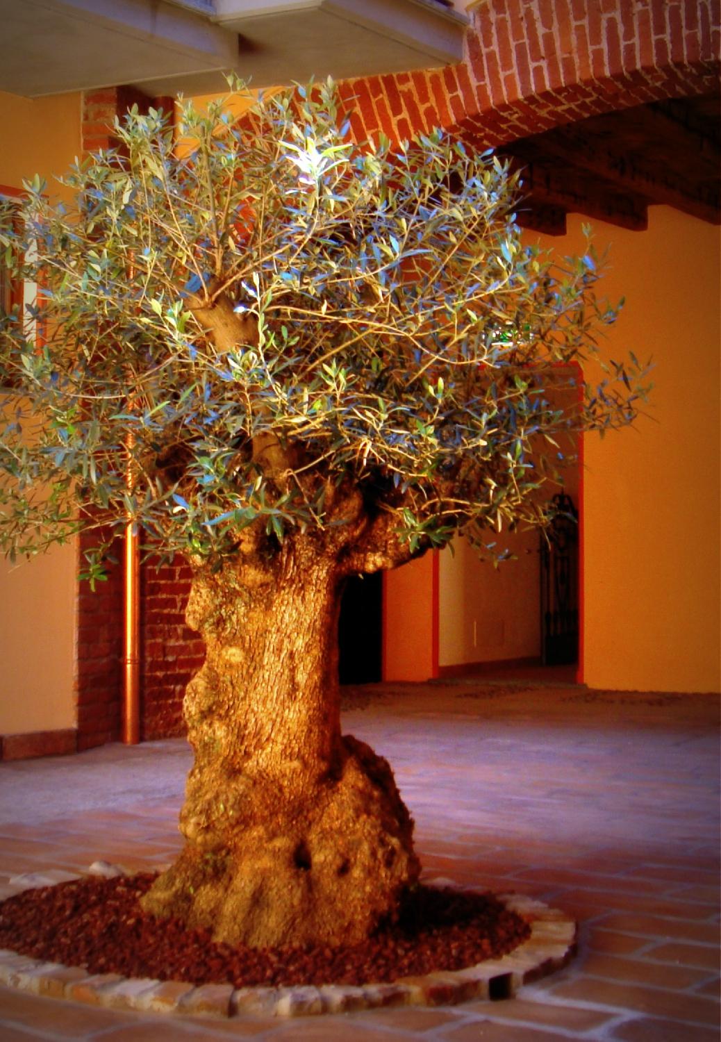 Antica Dimora San Michele-餐饮