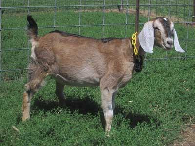 Poplar Goat Farm Tours-Scandia必去景点