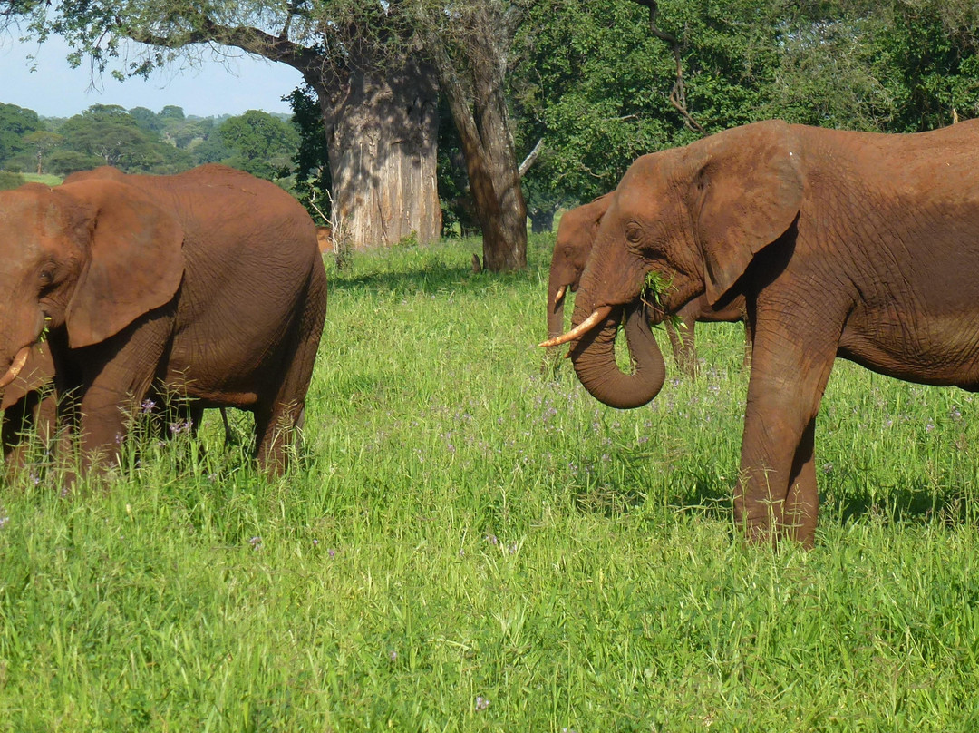 Ngorongoro Crater景点图片