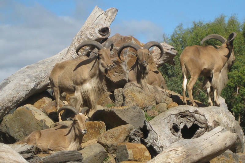 Halls Gap Zoo-贺思盖必去景点