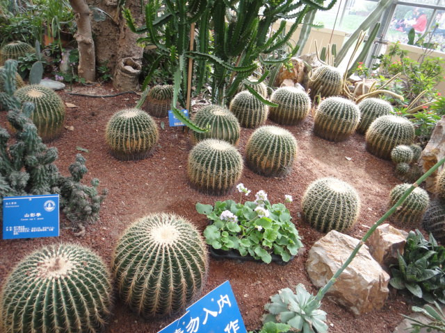 武汉植物园-武汉市必去景点