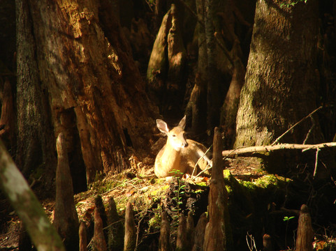 Audubon Swamp Garden, at Magnolia Plantation and Gardens-查尔斯顿必去景点
