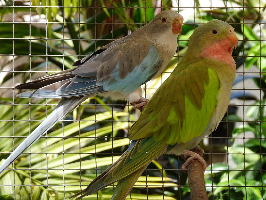 The Parrot Place景点图片