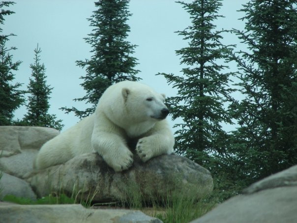 Cochrane Polar Bear Habitat-Cochrane必去景点