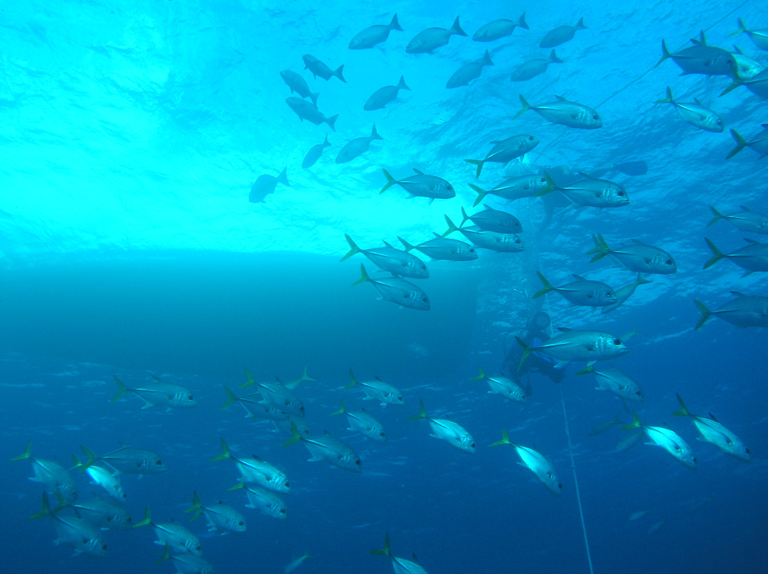 海豚表演-弗里波特必去景点