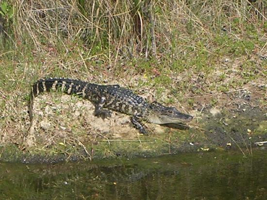 Merritt Island National Wildlife Refuge-Merritt Island必去景点