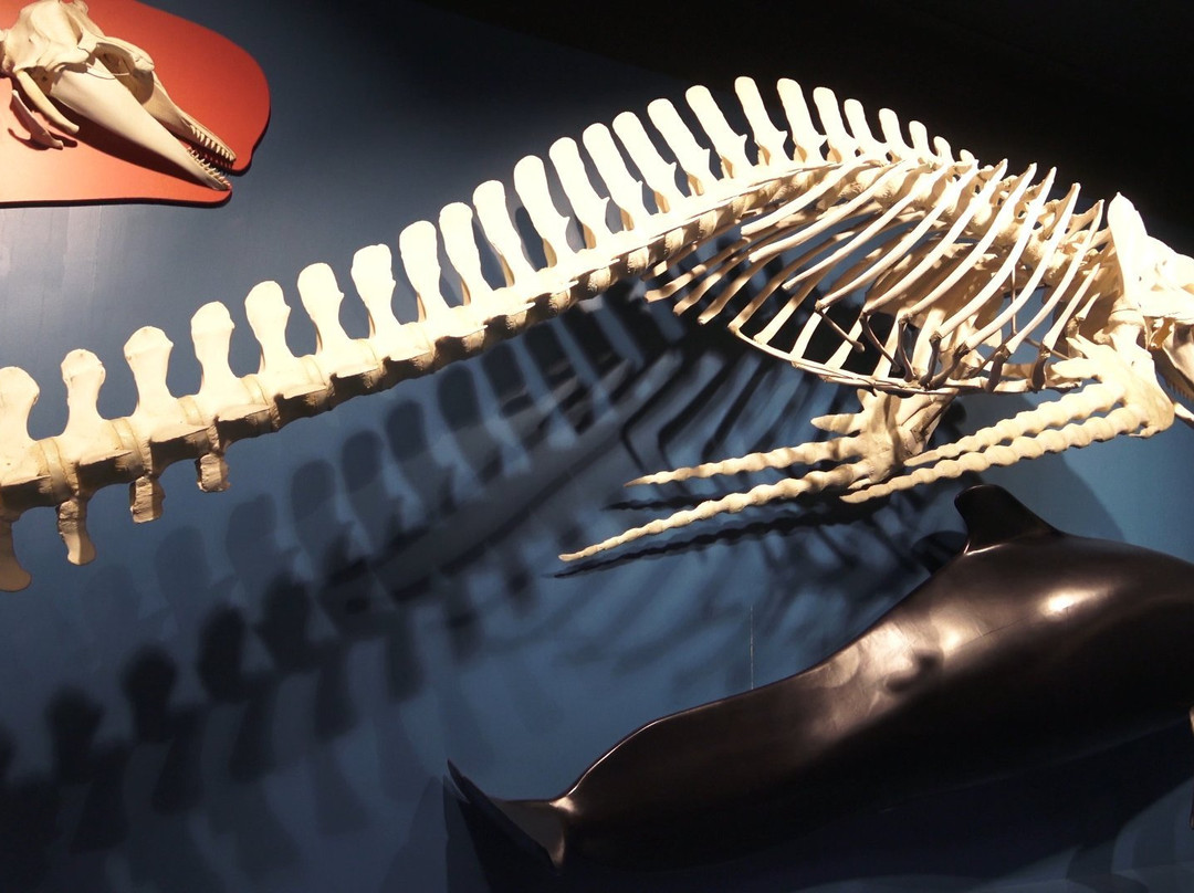 Zoologisches Museum-汉堡必去景点