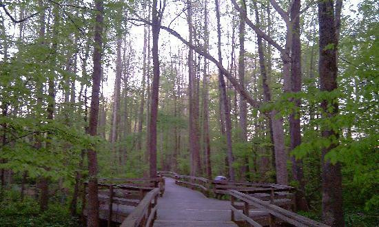 The Bog Garden at Benjamin Park景点图片