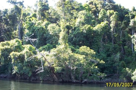 Bruce Belcher’s Daintree River Cruises-Daintree必去景点