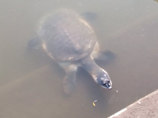 Baneswar Shiva Temple-Cooch Behar必去景点