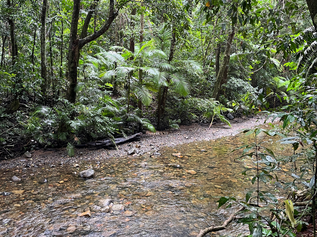 Marrdja Botanical Walk-Cape Tribulation必去景点