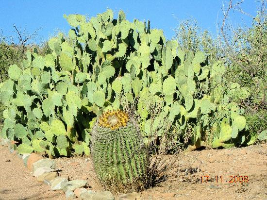 Boyce Thompson Arboretum-Superior必去景点