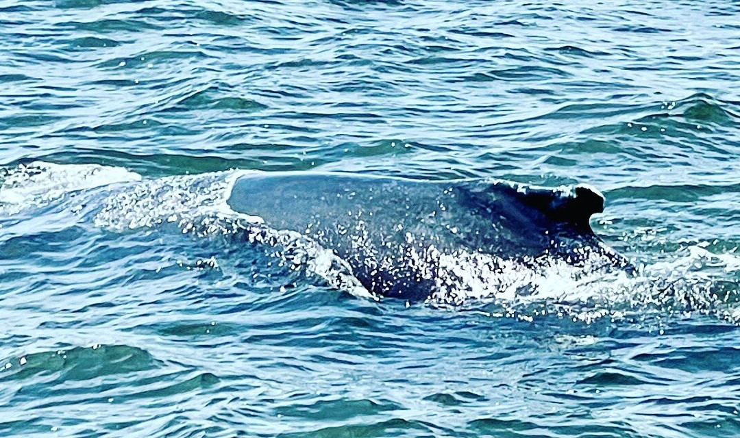 American Princess Cruises-布鲁克林必去景点