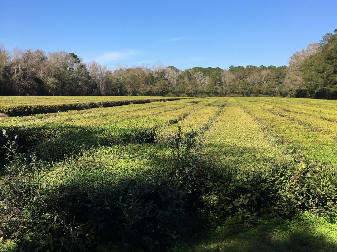 Charleston Tea Garden景点图片