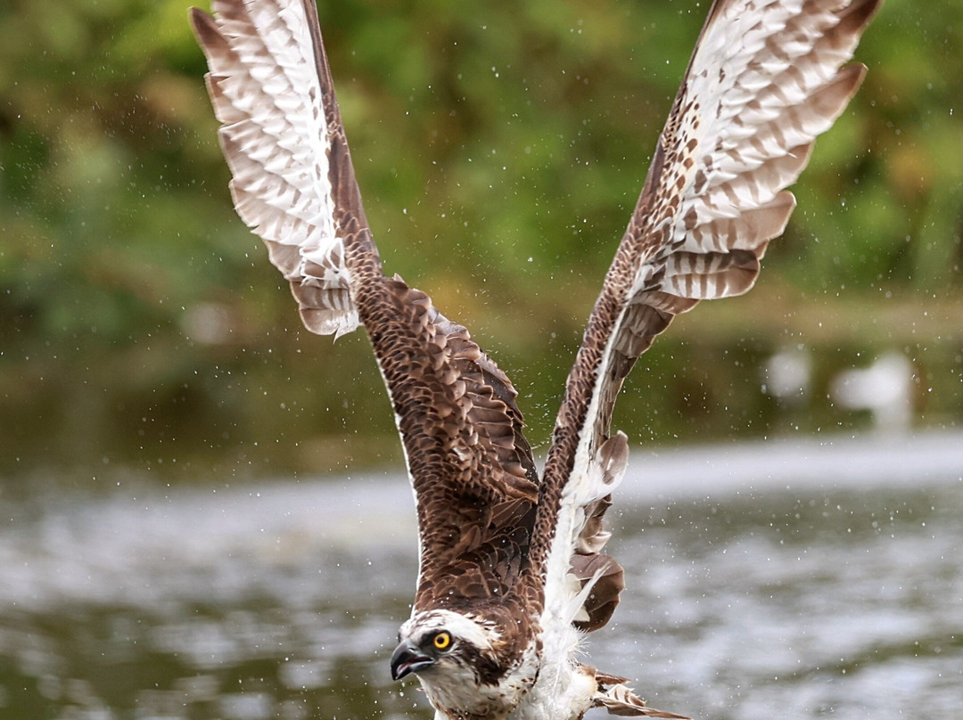 Trossachs Osprey Hide景点图片