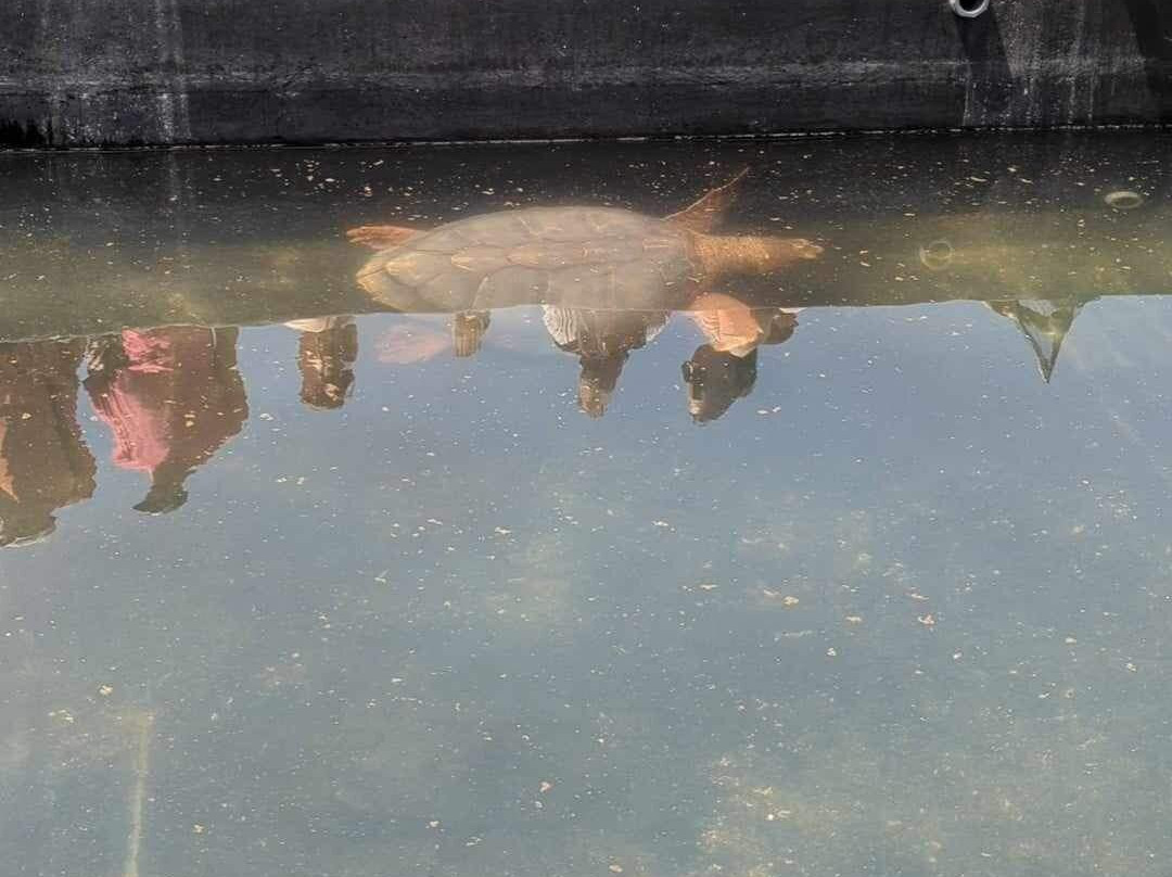 Turtle Nursery景点图片