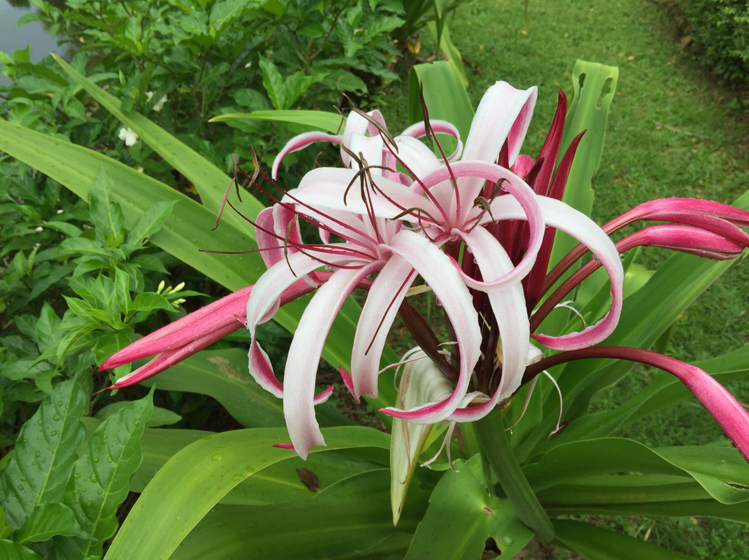 象岛罗摩衍那度假村主图