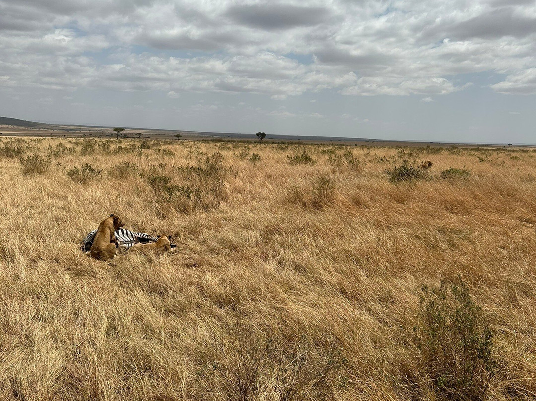 Oloip Safaris-内罗毕必去景点