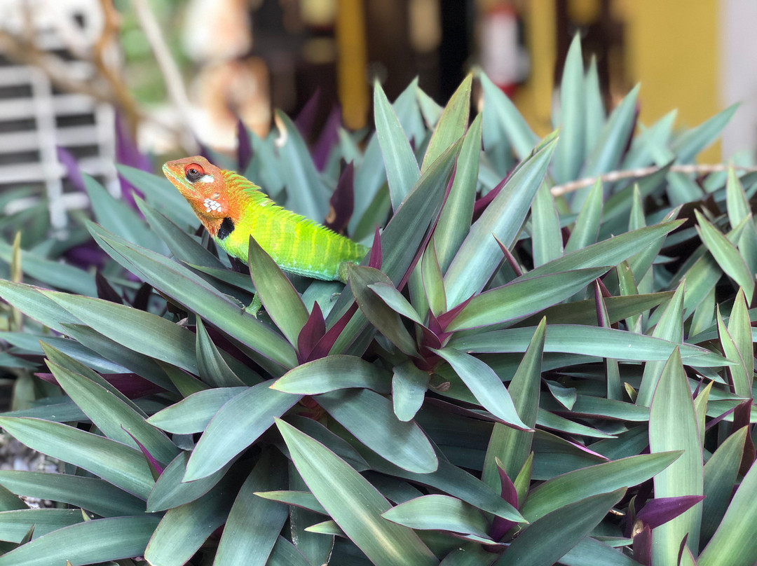 Royal Lotus Villa主图