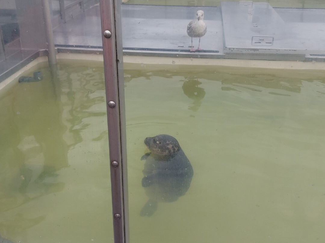 A Seal Zeehondenopvang en Expo Stellendam景点图片