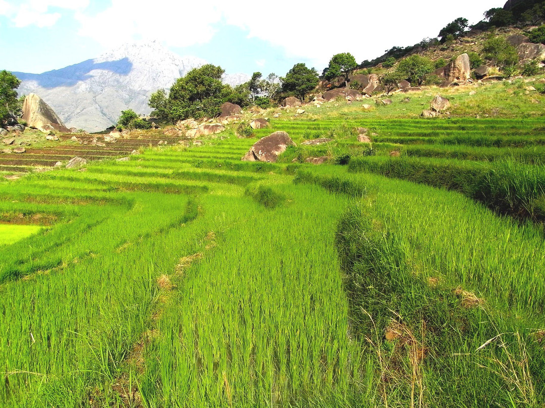 Les Rizières En Terrasses Du Parc National Ambalavao景点图片