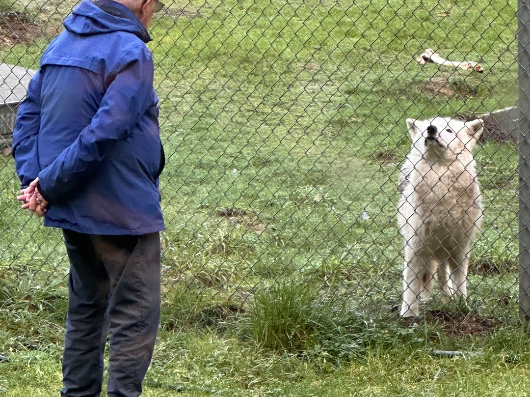 White Wolf Sanctuary & Educational Facility-Tidewater必去景点