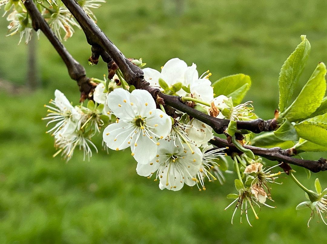 Chorleywood House Estate-Chorleywood必去景点