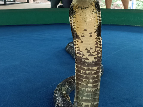 Thai travel no limit Chiang Mai-清迈必去景点