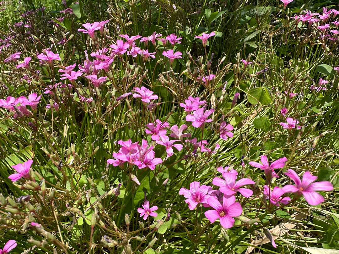 共青森林公园-上海市必去景点