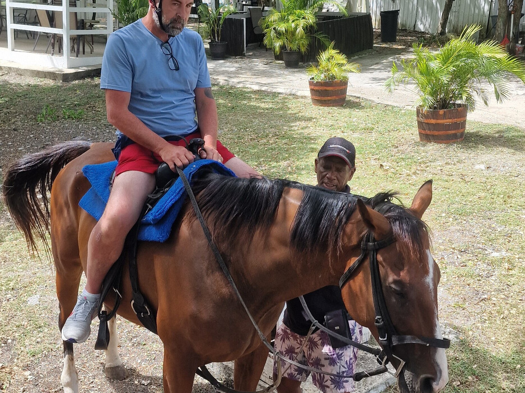 Codrington Riding Stables-Waterford必去景点