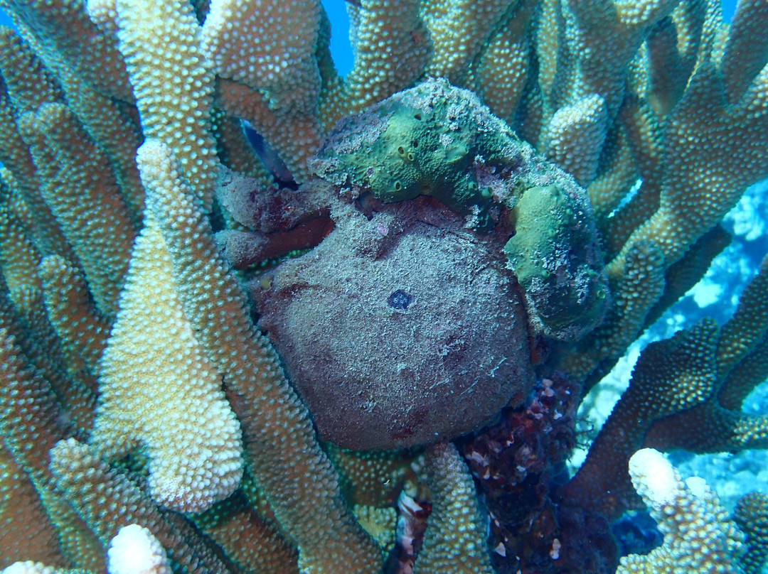 Maui Dreams Dive Co.-基黑必去景点