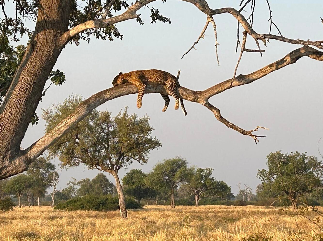 Lion Camp