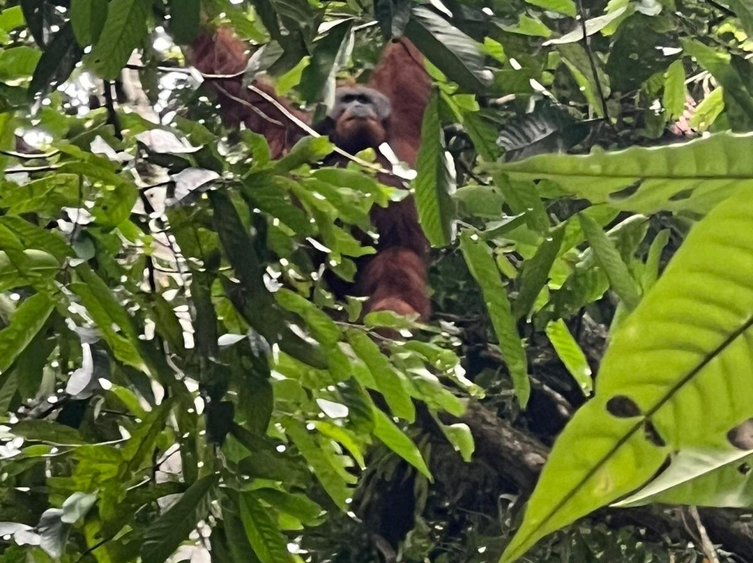 Ketambe Trek-Ketambe必去景点