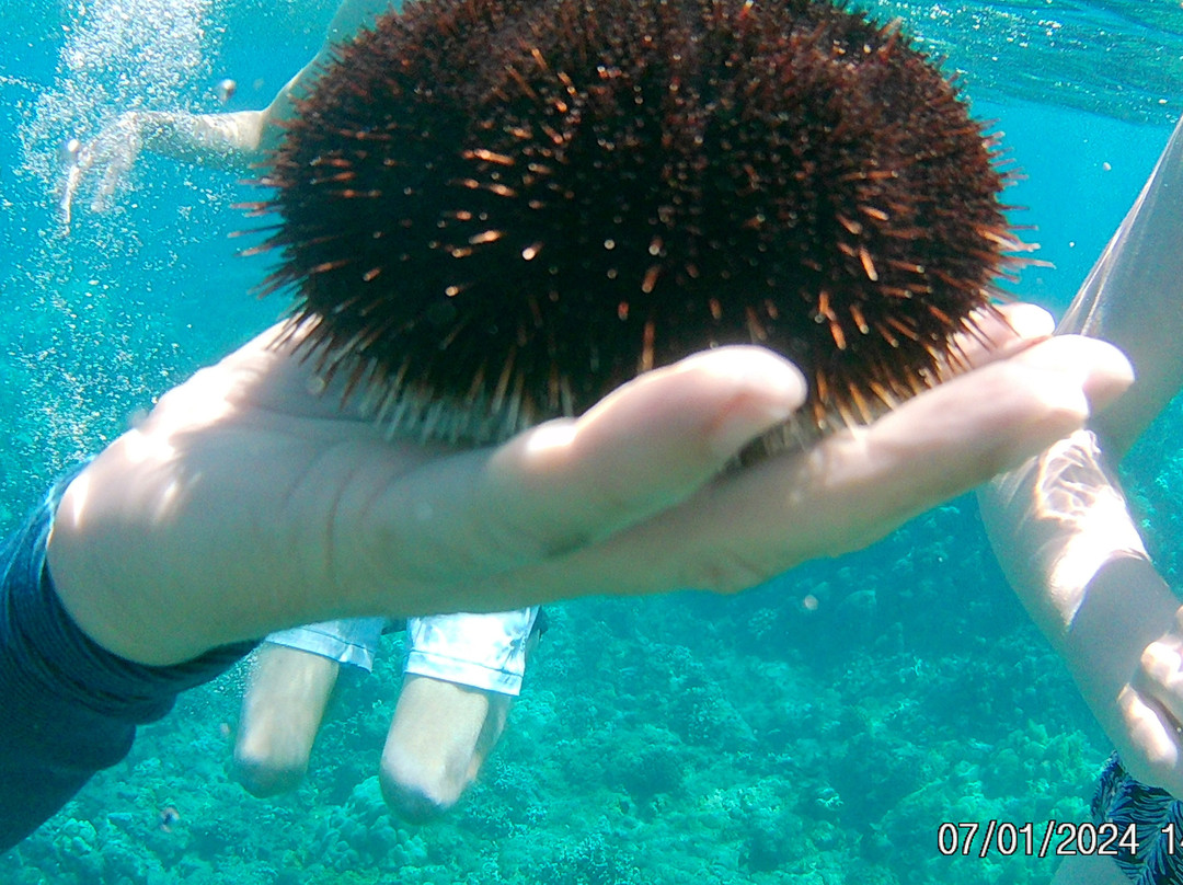 Maui Pacific Divers-玛阿拉也亚必去景点