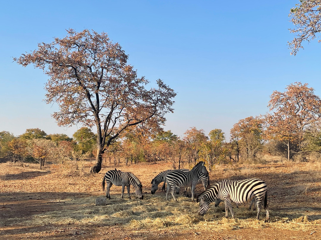 Mavumina Safaris-李文斯顿必去景点