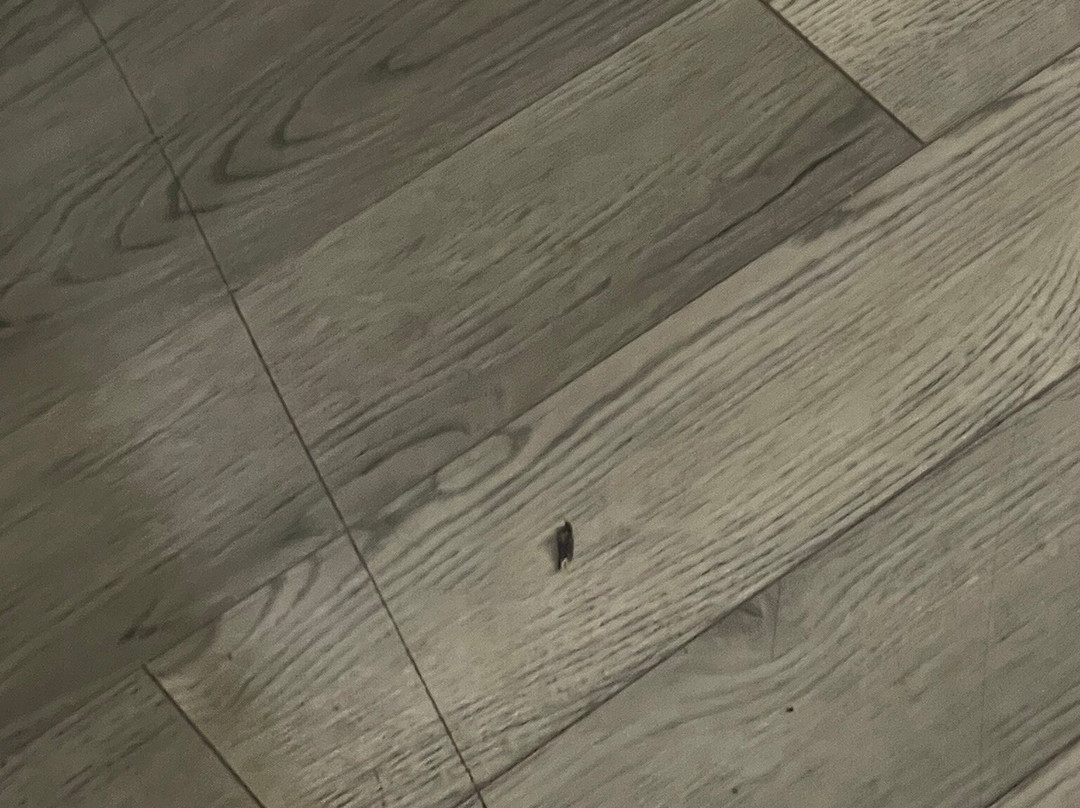 Red Roof Inn Kingsland主图