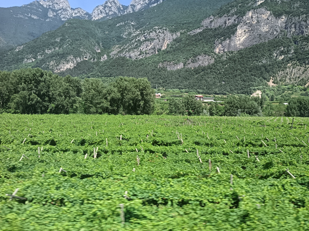 B&B Agritur al Vigneto主图