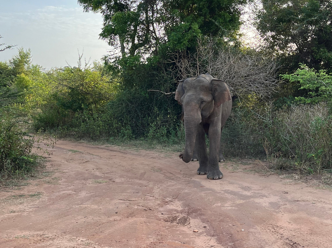 SriLanka Best Safari Udawalawe National Park-乌达瓦拉瓦必去景点