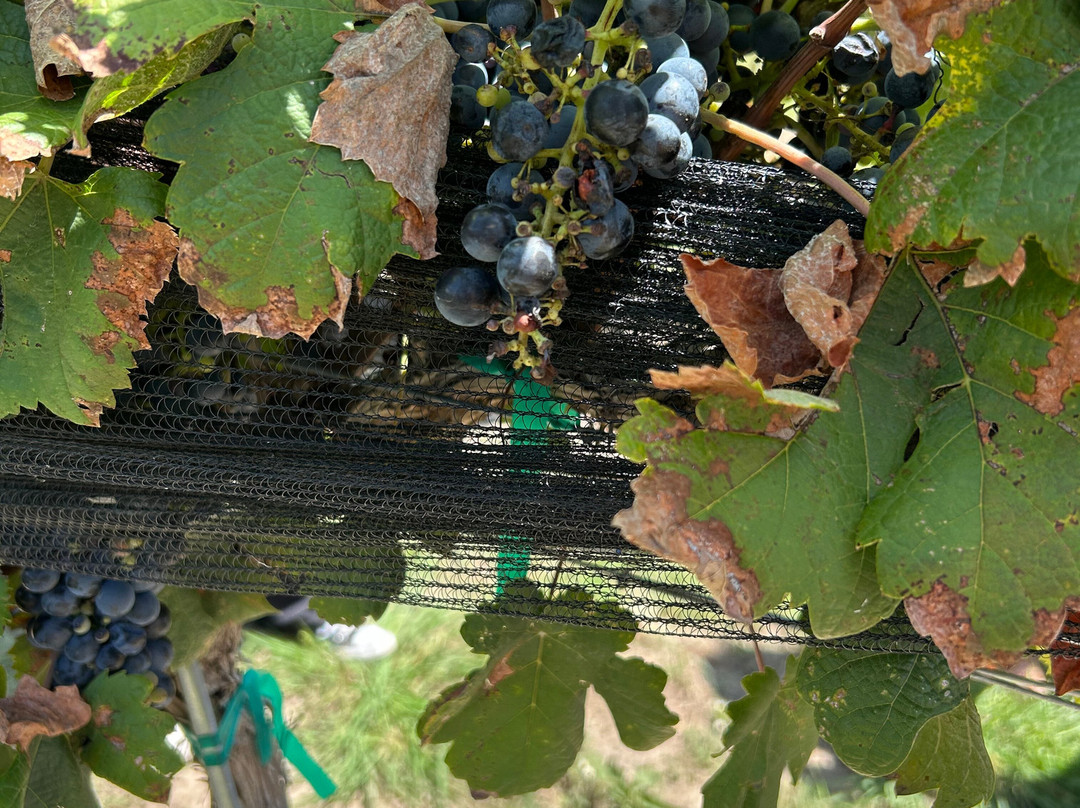 Augusta Vin Winery-弗雷德里克斯堡必去景点