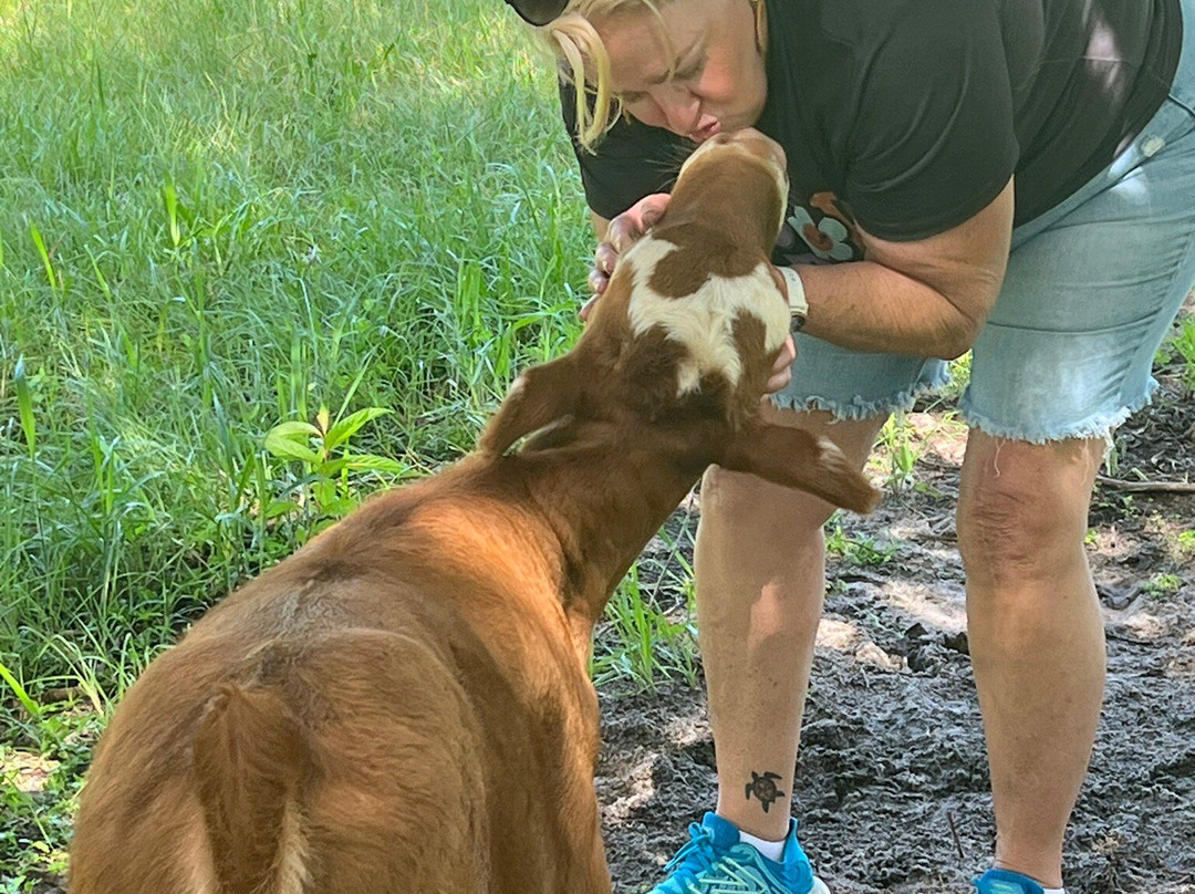 Rooterville Animal Sanctuary-Melrose必去景点